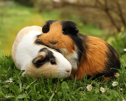 Zwei Meerschweinchen kuscheln